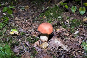 orange-cap boletus background