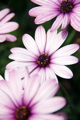 Obraz premium Margeriten