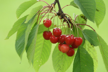 red cherries