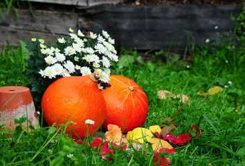 K&uuml;rbis im Garten