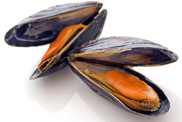Miesmuscheln