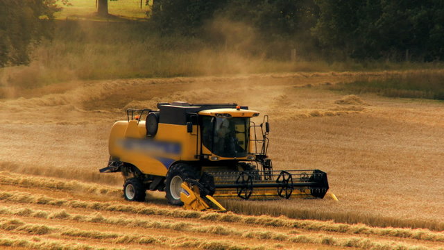 Wheat Harvest