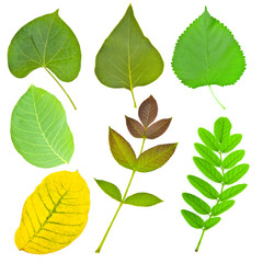 Set of various leaves of trees and plants