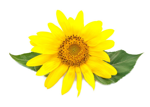 Bright young sunflower on a white background