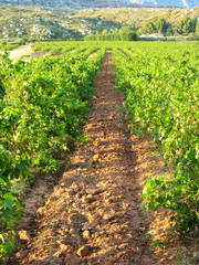 Fototapeta na wymiar Winnica i winogron