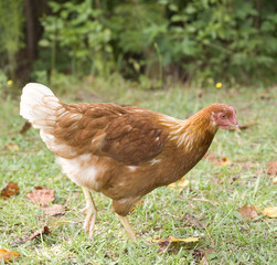 escaping hen