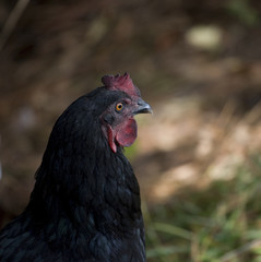 hen portrait