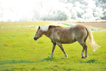 Obraz premium Pferd III