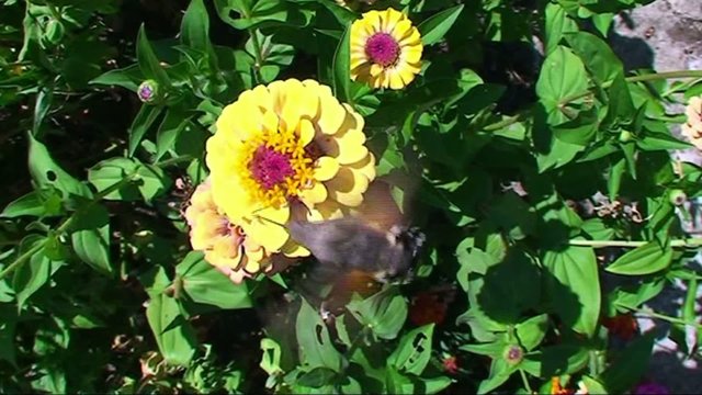 Insecte en vol