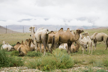 Herd of Bactrian camels