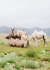 Fototapeta premium Herd of Bactrian camels