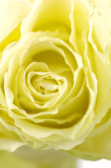 Macro of yellow rose