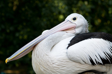 pelikan