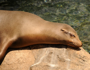 Sleeping seal