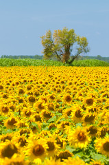 Sunflower field, Provence, France, shallow focus