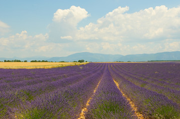 Fototapeta na wymiar Lavender field, Provence, France