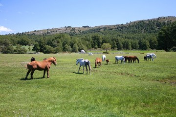 Obraz premium big group of horses