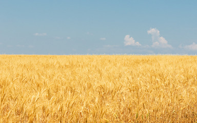 Wheat field and blue sky
