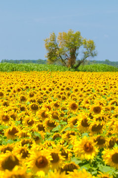 Sunflower Field, Provence, France, Shallow Focus