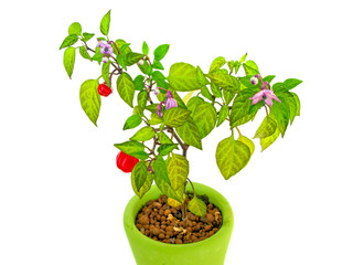 Decorative Pepper Plant