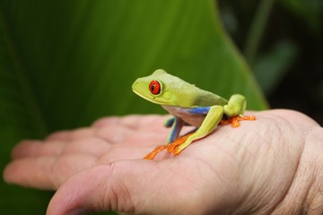 rainette verte du costa rica © jf Lefèvre