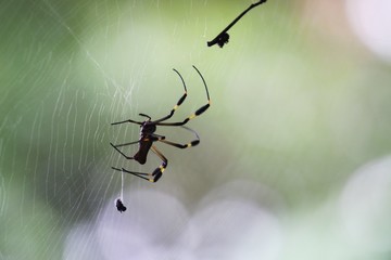 araignée aux pattes d'or costa rica
