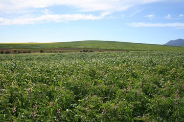 Fototapeta premium lush valley