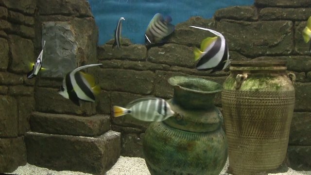 poissons anges
