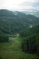 Obraz premium forest