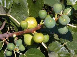 Albero di fichi