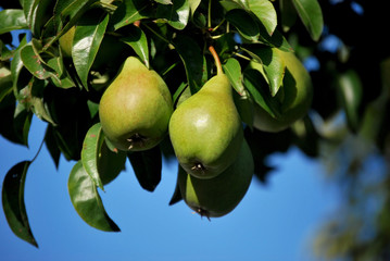 Zwei Birnen an einem Zweig