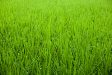 paddy field