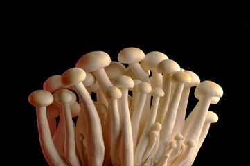 mushrooms