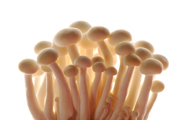 mushrooms isolated on white background