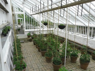Traditional greenhouse or hothouse interior with tomato plants