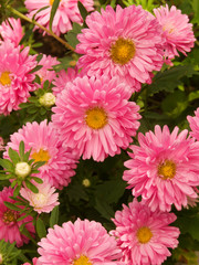 Aster flowers in a garden