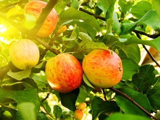 Apples on a tree