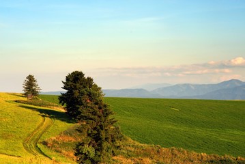 meadows with field path
