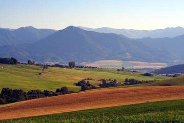 brown field