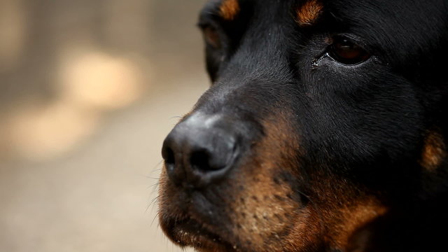 Face of a Rottweiler