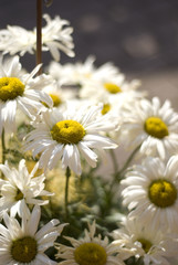 Fototapeta premium Daisys