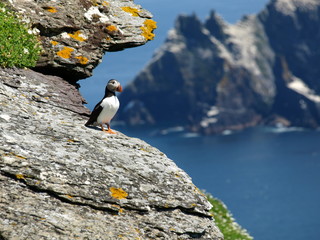 skellig island puffin enjoying the view