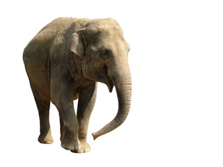 Elefant - Freigestellt