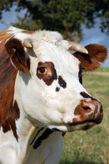 vache normande