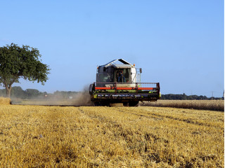 Obraz premium mähdrescher