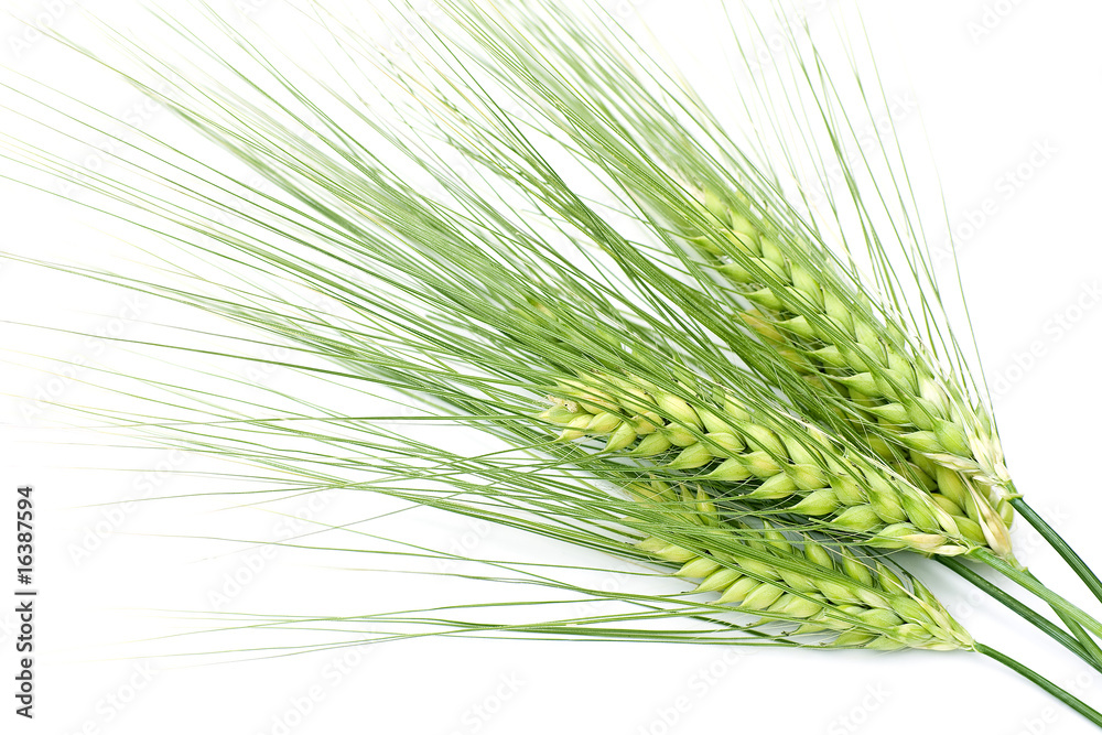 Wall mural green barley