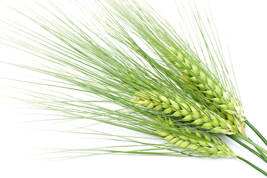 Green Barley