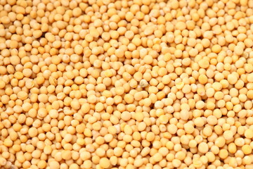 mustard