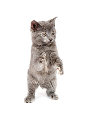 gray kitten swinging its paws in the air
