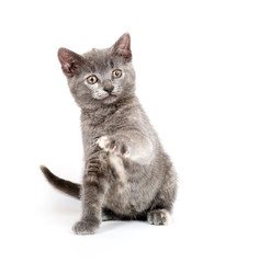 Gray kitten playing